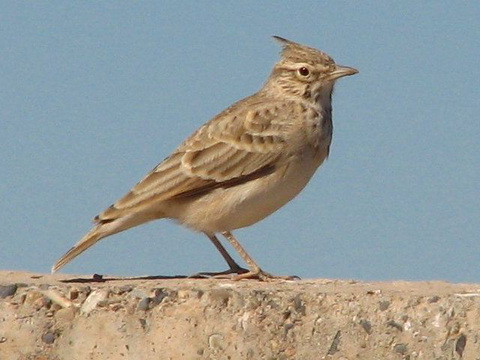   (Galerida cristata)