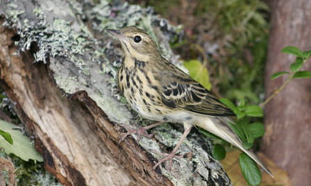   (Anthus trivialis)