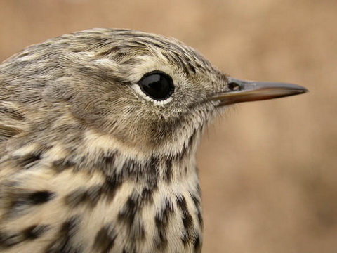   (Anthus pratensis)