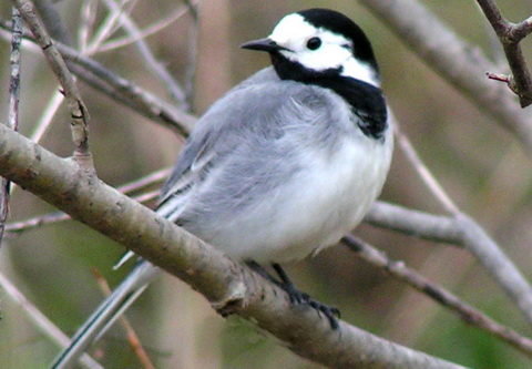   (Motacilla alba)