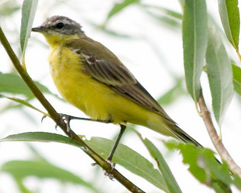   (Motacilla flava)