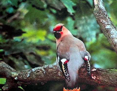   (Bombycilla garrulus)