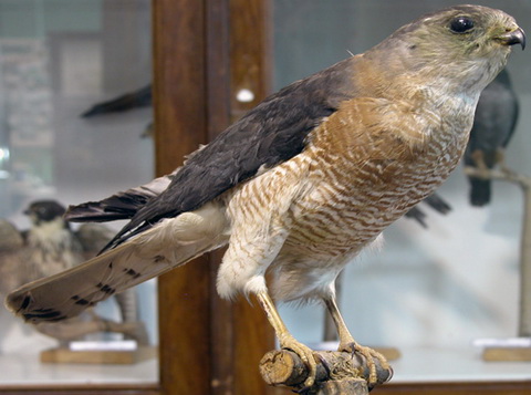   (Accipiter brevipes)