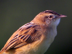  (Cisticola juncidis)