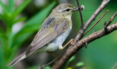 - (Phylloscopus trochilus)