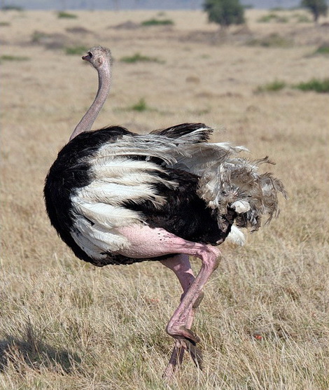 Африканский страус (Struthio camelus)