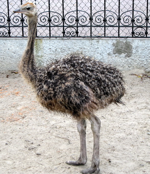 Африканский страус (Struthio camelus)