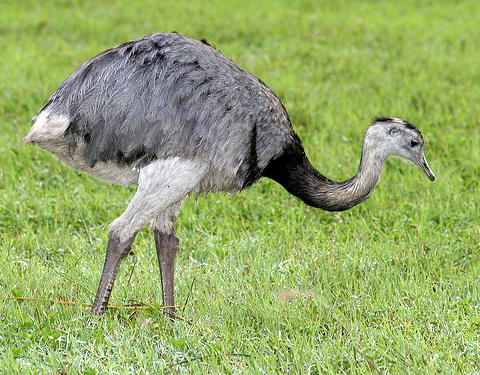   (Rhea americana)