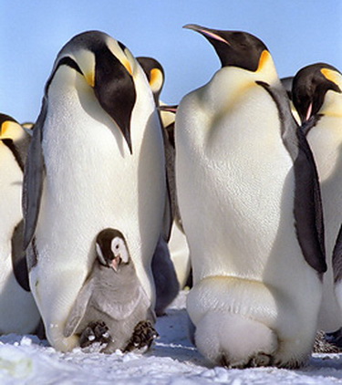 Императорский пингвин (Aptenodytes forsteri)