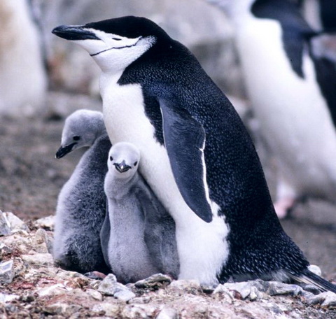   (Pygoscelis antarctica)