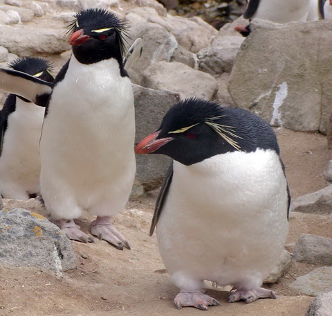 Скалистый пингвин (Eudyptes  chrysocome)