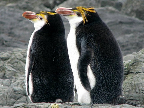 Белогорлый пингвин (Eudyptes shlegeli)