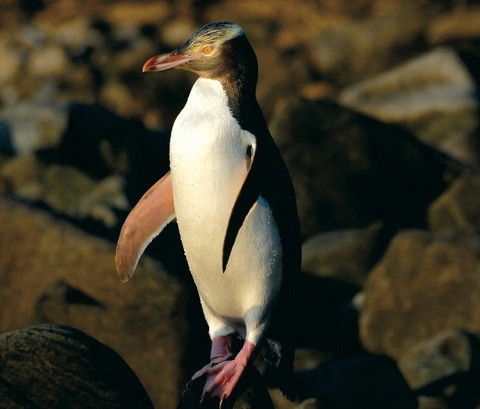   (Megadyptes antipodes)