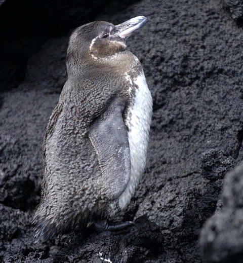 Галапагосский пингвин (Spheniscus mendiculus)