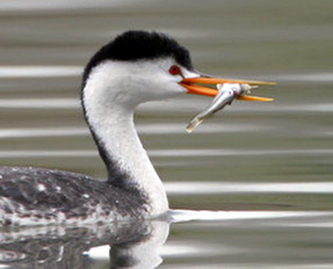   (Podiceps poliocephalus)