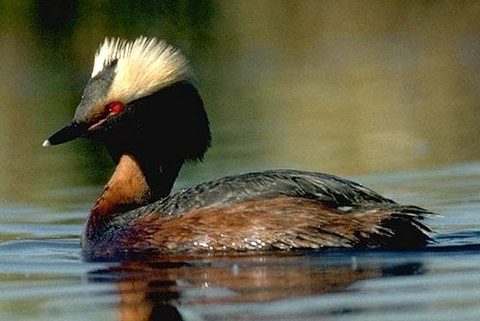   (Podiceps auritus)