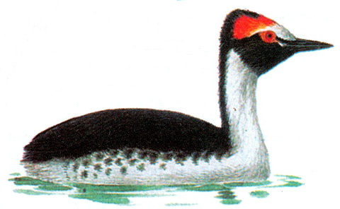   (Podiceps gallardoi)