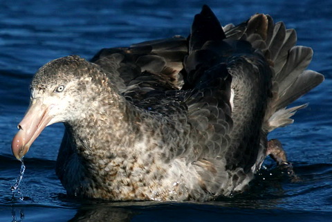    (Macronectes giganteus)