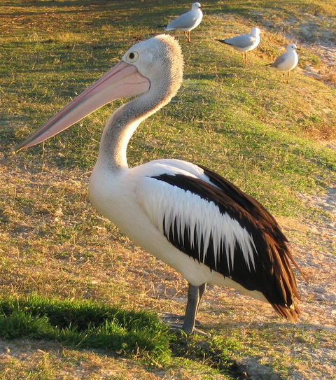   (Pelecanus conspicillatus)