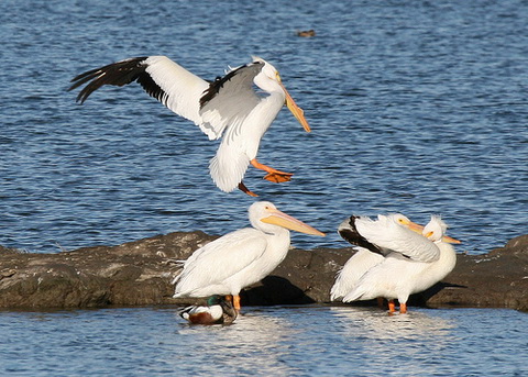    (Pelecanus erythrorhynchos)