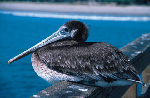   (Pelecanus occidentalis)