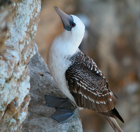   (Sula variegata)