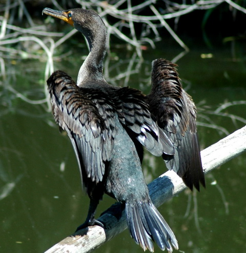   (Phalacrocorax  auritus)