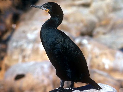   (Phalacrocorax capensis )