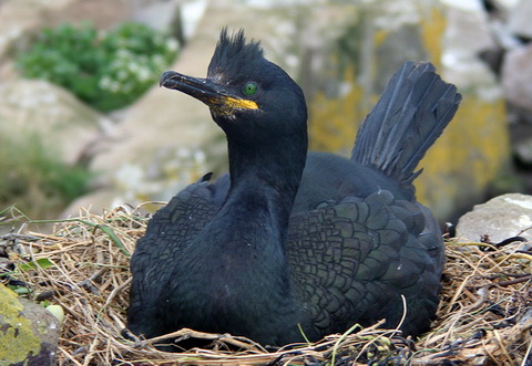   (Phalacrocorax aristotelis)