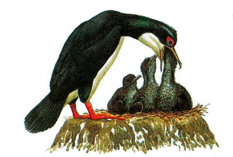 Баклан Бугенвиля (Phalacrocorax bougainvillea)