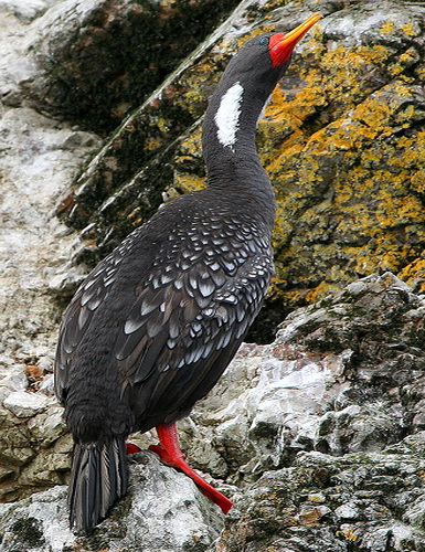   (Phalacrocorax gaimardi )