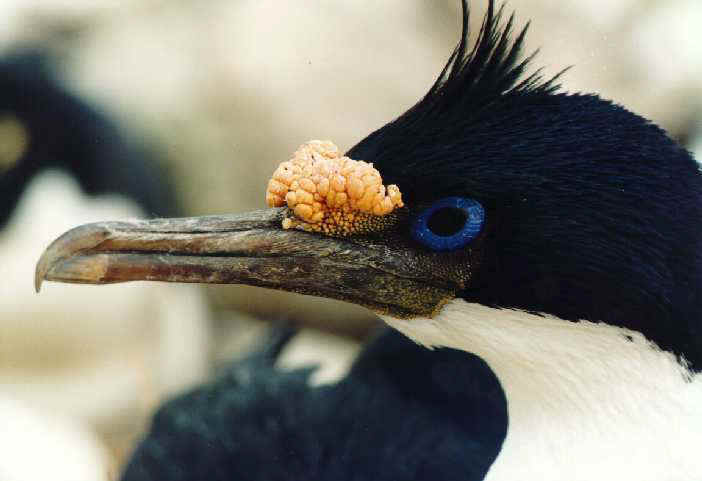   (Phalacrocorax atriceps)