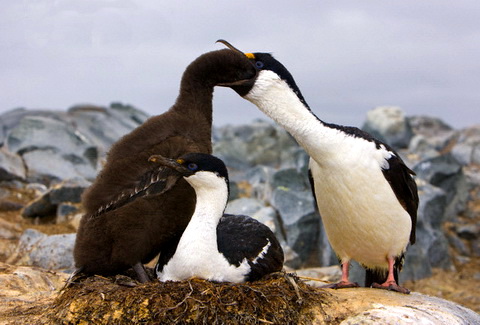   (Phalacrocorax atriceps)