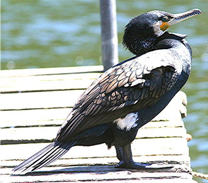   (Phalacrocorax pygmeus)