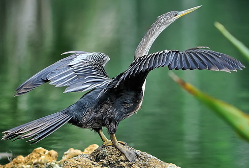   (Anhinga Anhinga)