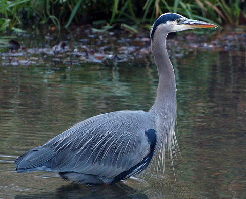    (Ardea herodias)