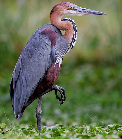   (Ardea goliath)