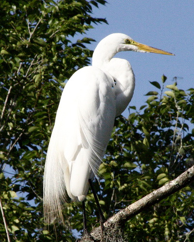    (Egretta alba)