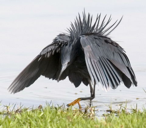   (Egretta ardesiaca)