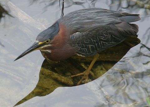   (Butorides striatus)