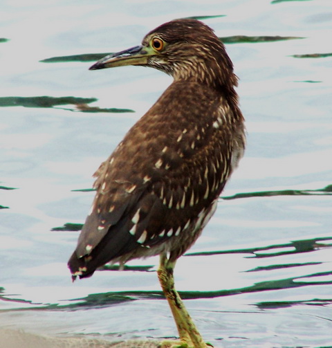   (Nycticorax nycticorax)