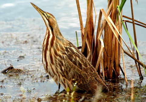   (Botaurus lentiginosus)