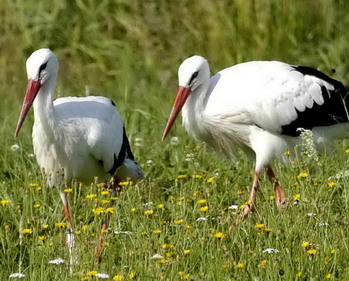   (Ciconia ciconia)