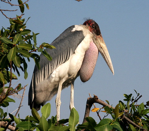   (leptoptilos crumeniferus)