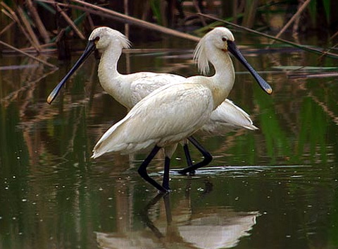   (Platalea leucorodia)