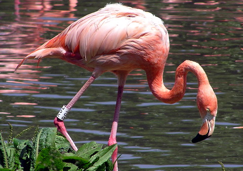   (Phoenicopterus ruber)