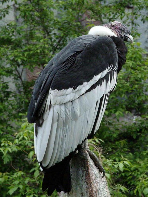   (Vultur gryphus)