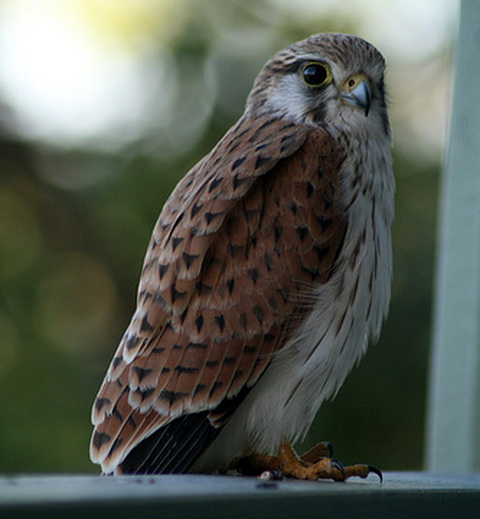   (Falco cenchroides)