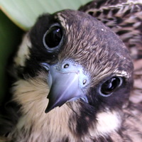   (Falco eleonorae)