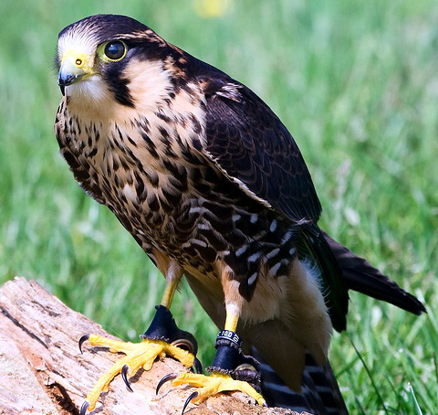   (Falco femoralis)